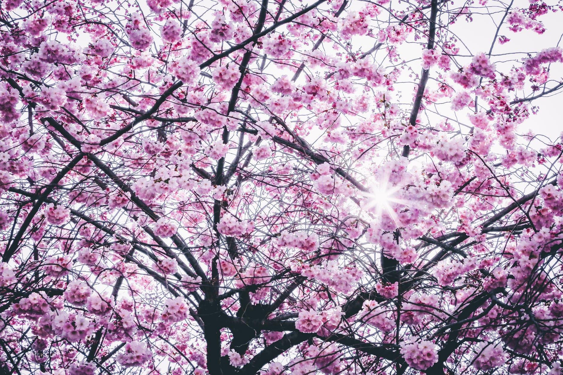 pink flowers tree