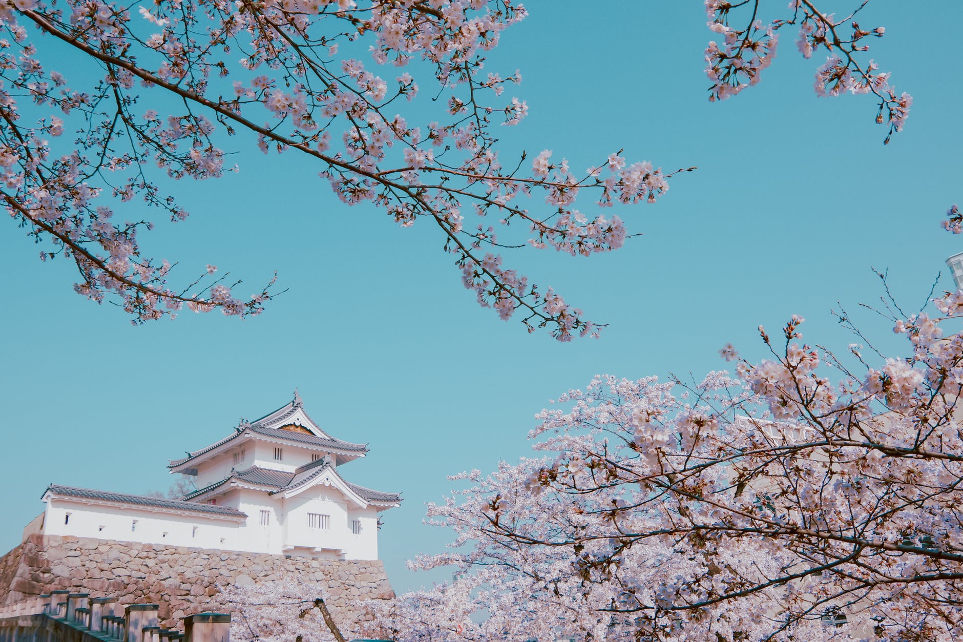 pink cherry blossoms under a clear blue sky