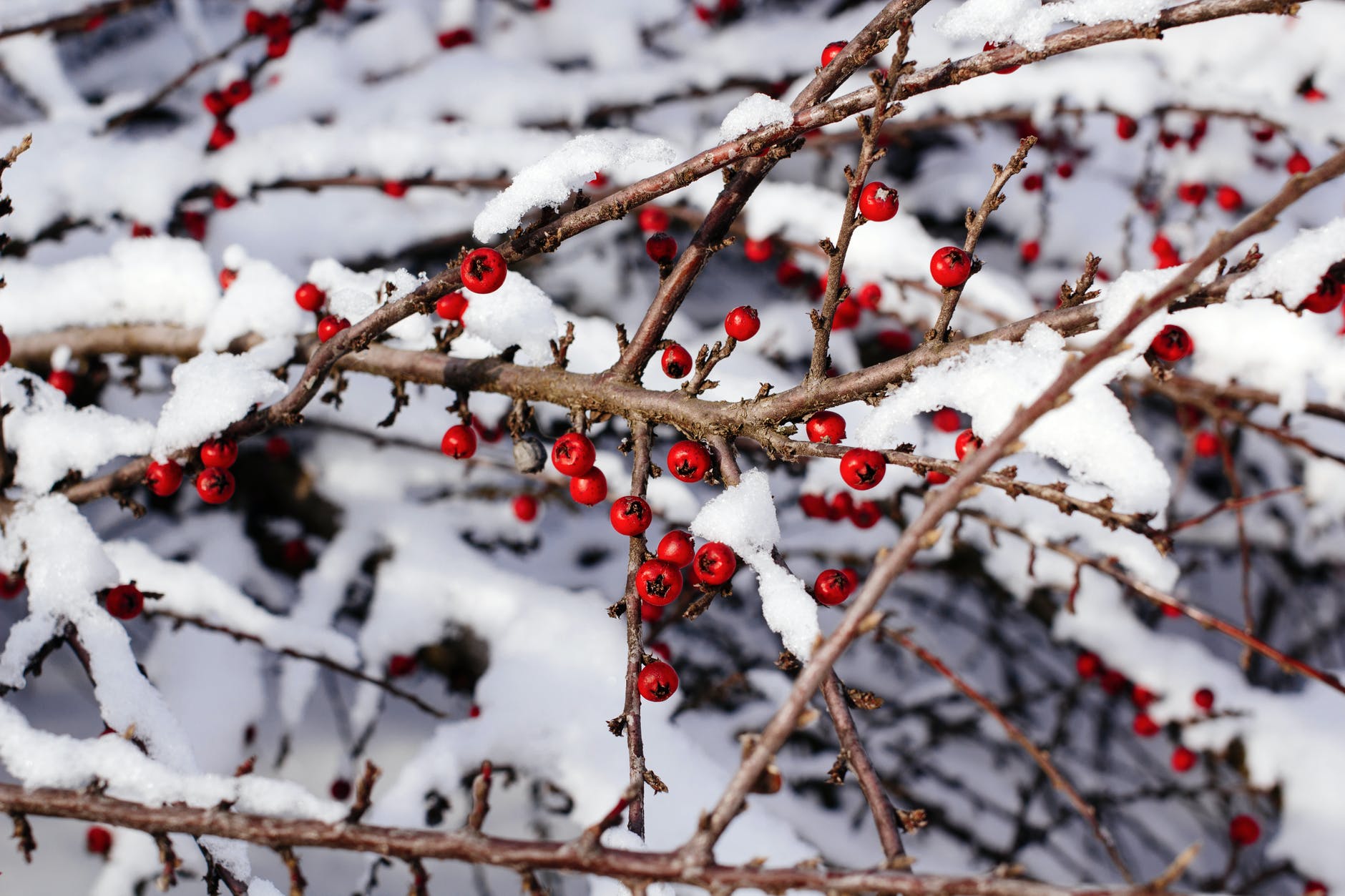 close up view of branches with red berries
