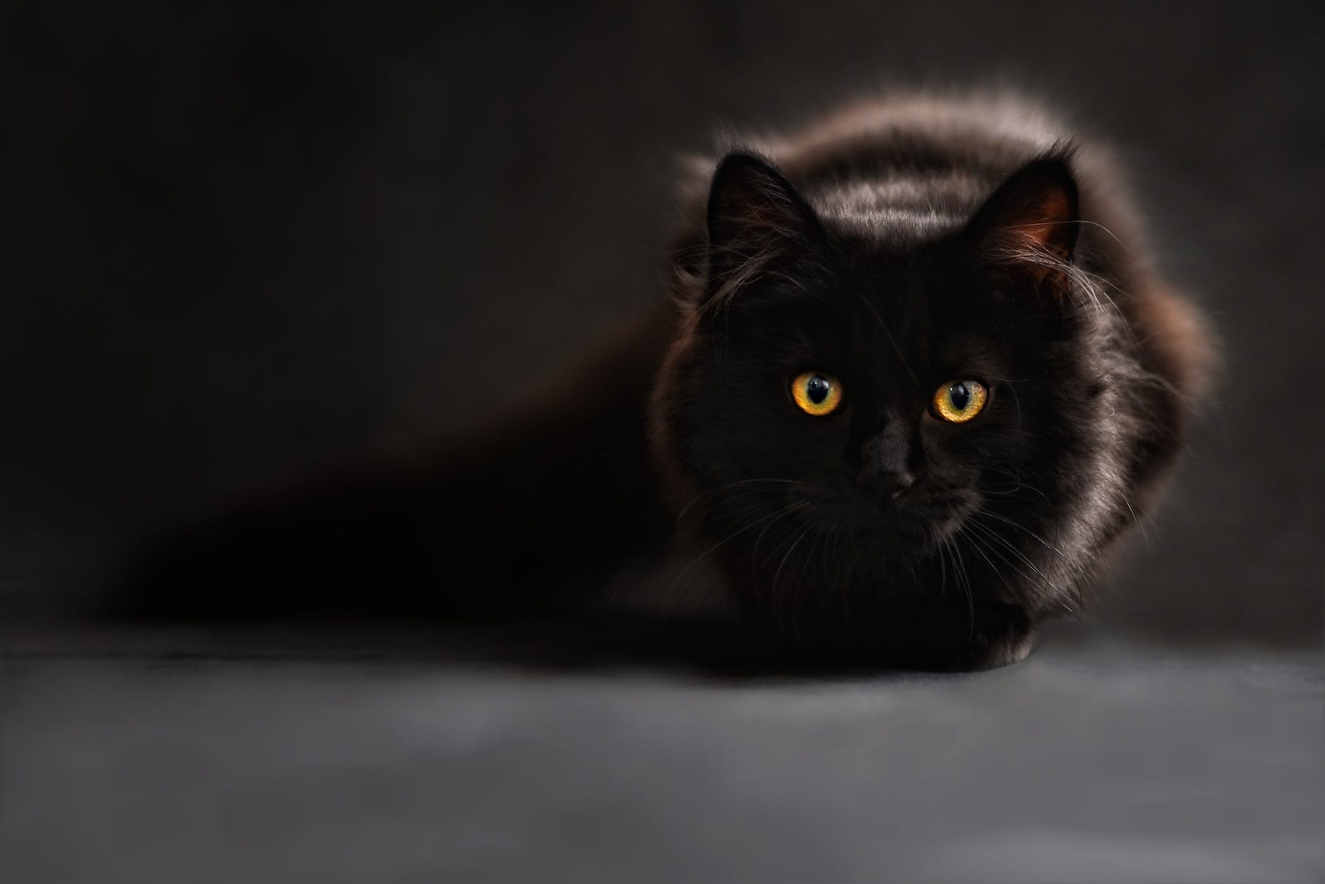 brown and black cat