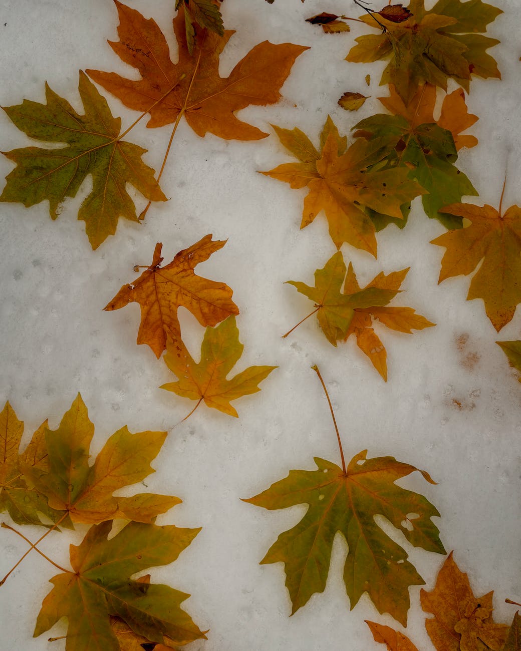 a maple leaves on the snow