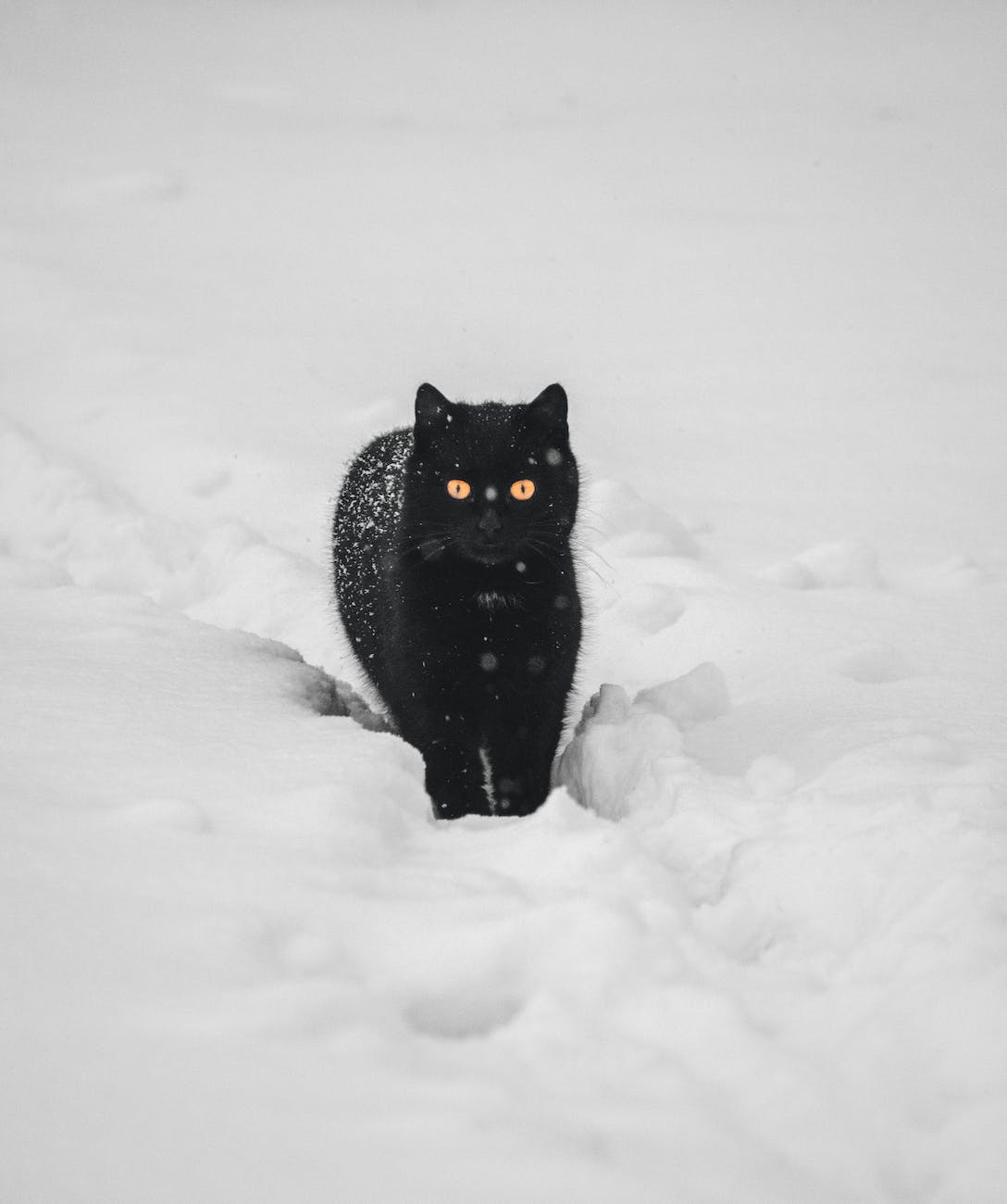 a black cat on the snow covered ground